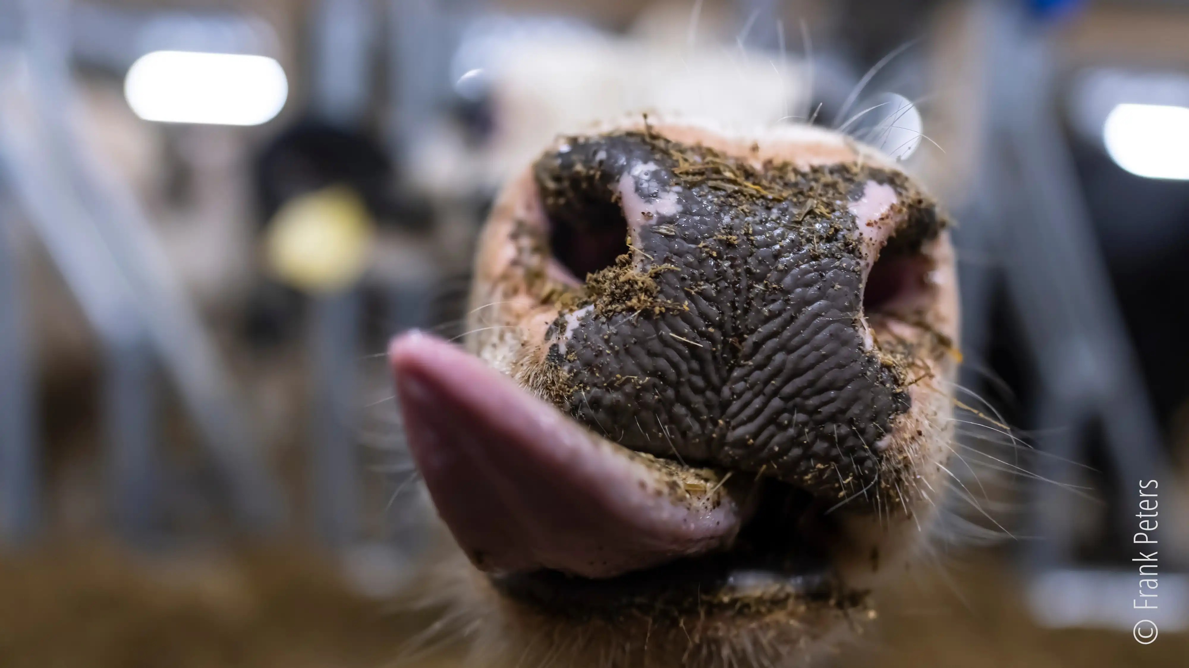 Landwirtschaft & Viehzucht